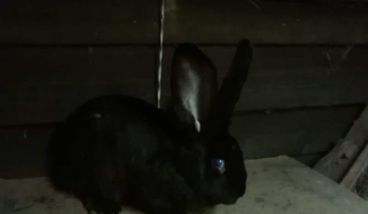 4. fotografia fotogalérie Briškar