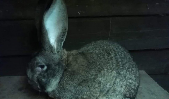 6. fotografia fotogalérie Briškar