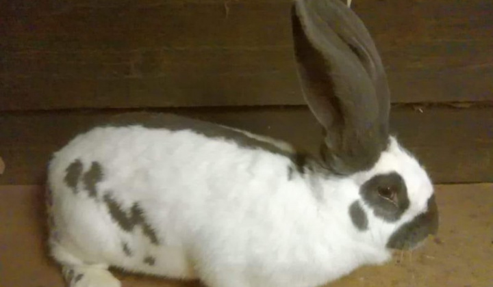 8. fotografia fotogalérie Briškar