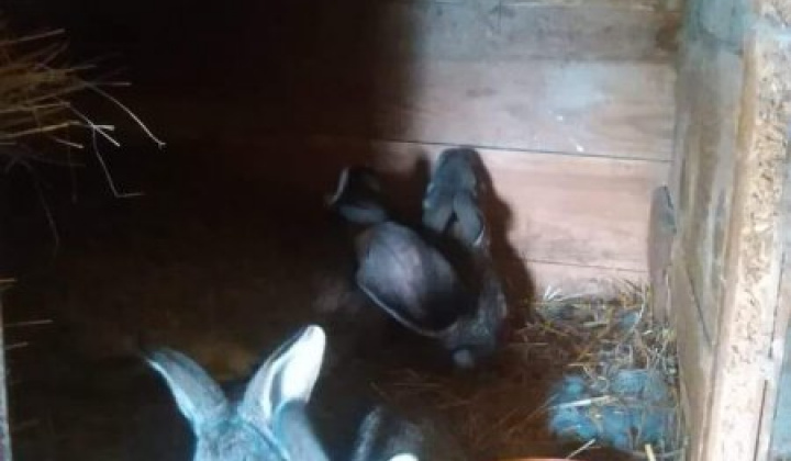 9. fotografia fotogalérie Briškar