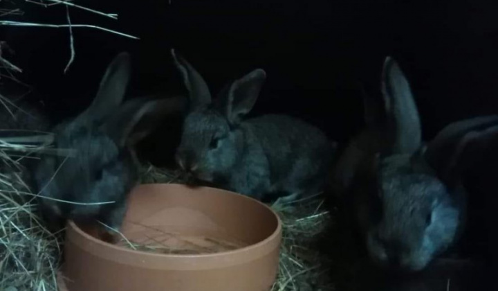 10. fotografia fotogalérie Briškar