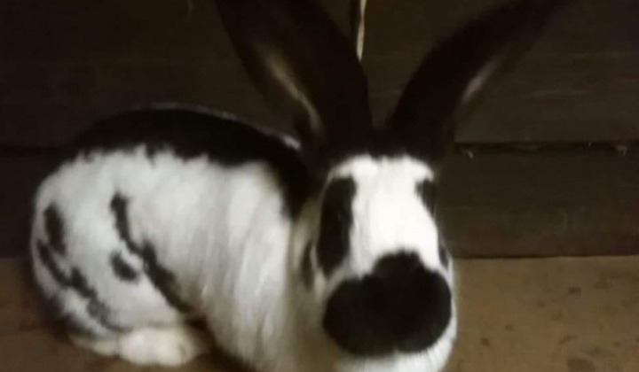 11. fotografia fotogalérie Briškar