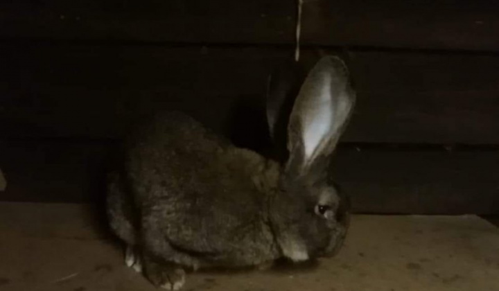 13. fotografia fotogalérie Briškar