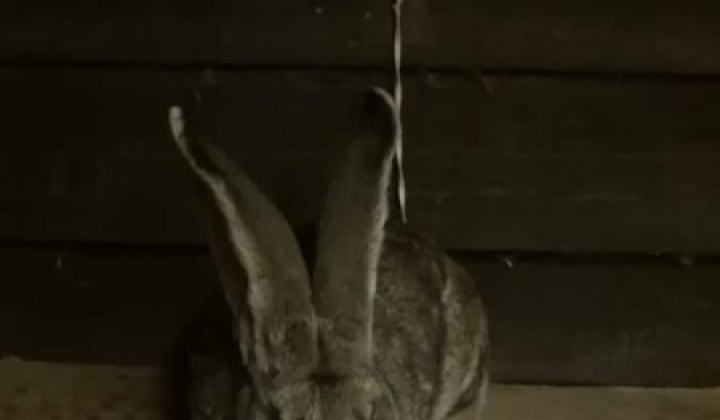 15. fotografia fotogalérie Briškar