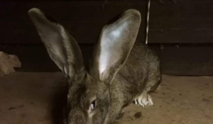 16. fotografia fotogalérie Briškar