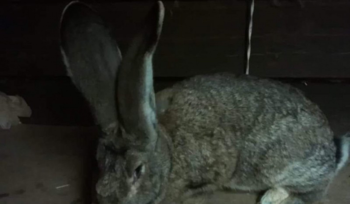 19. fotografia fotogalérie Briškar