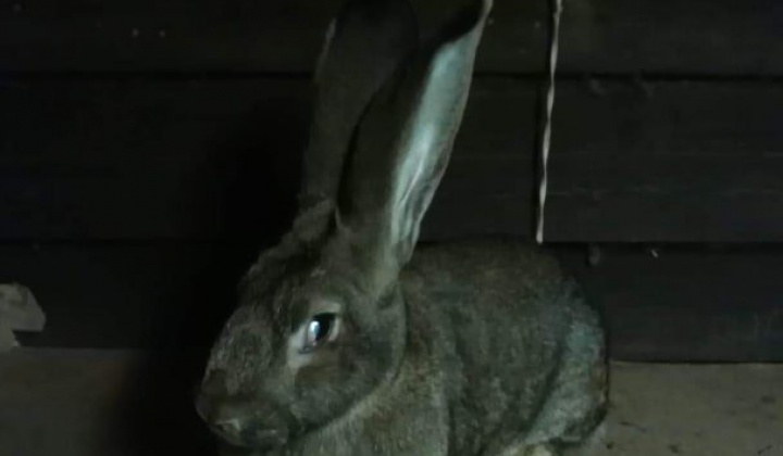 20. fotografia fotogalérie Briškar