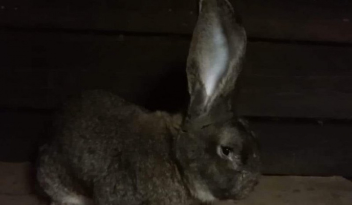 23. fotografia fotogalérie Briškar