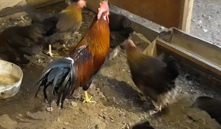 3. fotografia fotogalérie Jozef Gall