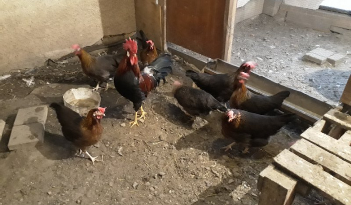 6. fotografia fotogalérie Jozef Gall