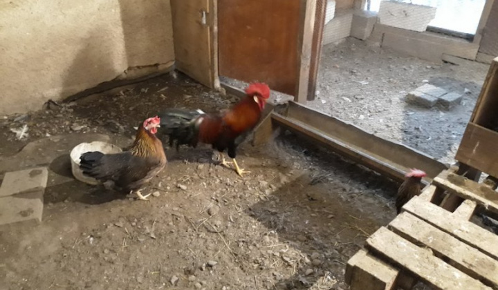 7. fotografia fotogalérie Jozef Gall