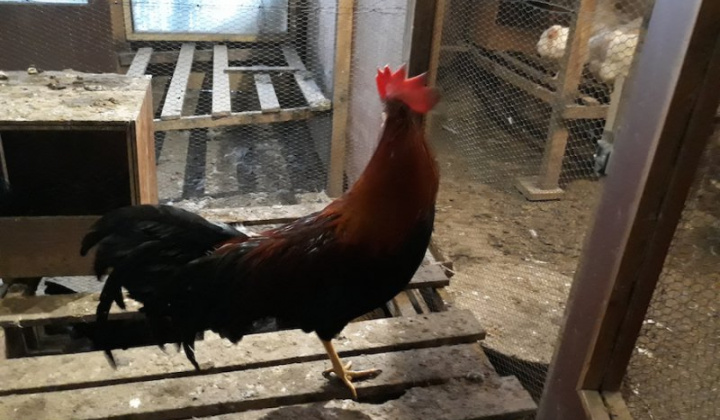 8. fotografia fotogalérie Jozef Gall