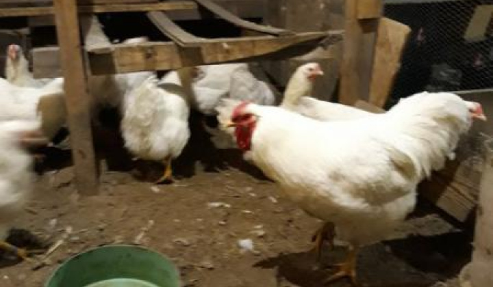 11. fotografia fotogalérie Jozef Gall