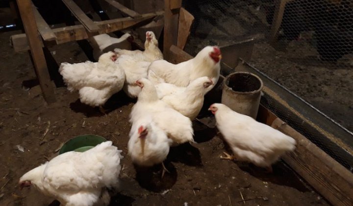 13. fotografia fotogalérie Jozef Gall