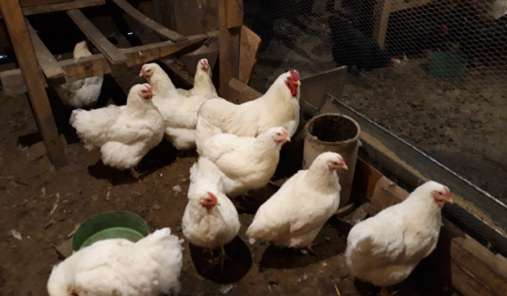 14. fotografia fotogalérie Jozef Gall