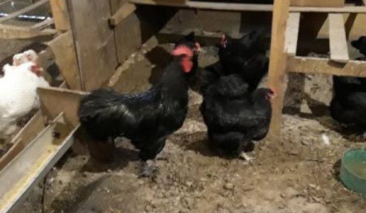 16. fotografia fotogalérie Jozef Gall