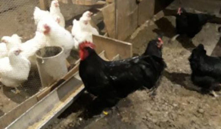 17. fotografia fotogalérie Jozef Gall