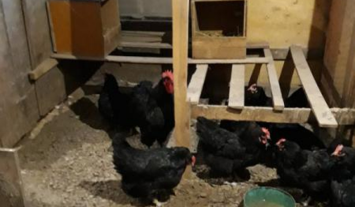 19. fotografia fotogalérie Jozef Gall