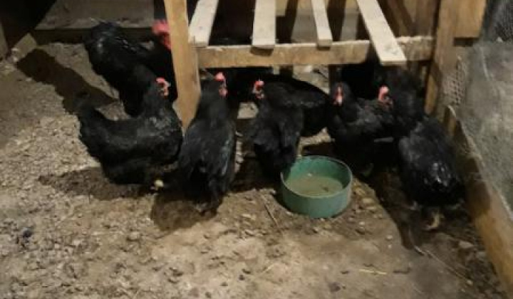 20. fotografia fotogalérie Jozef Gall