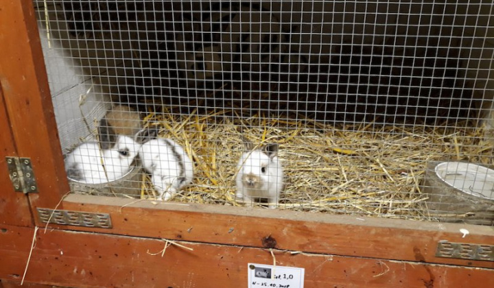 14. fotografia fotogalérie Peter Fečo