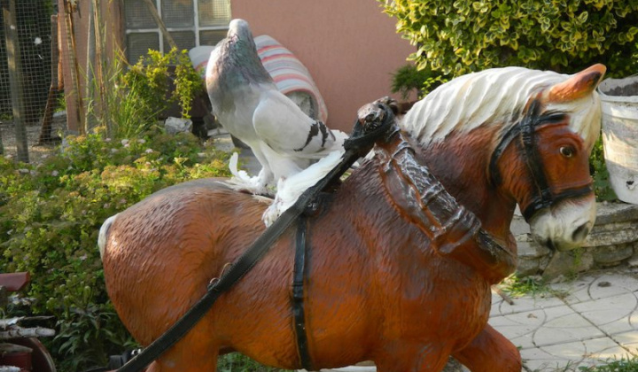 13. fotografia fotogalérie Štefan Krištof