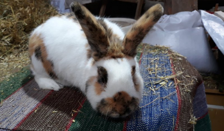 5. fotografia fotogalérie Jozef Varga