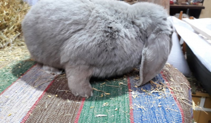 13. fotografia fotogalérie Jozef Varga